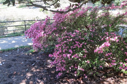 bellingrath 056