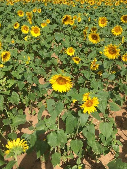Sunflowers06.jpg