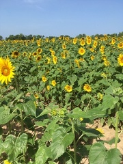 Sunflowers07
