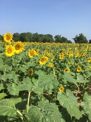 Sunflowers19