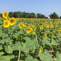 Sunflowers19