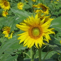 Sunflowers22