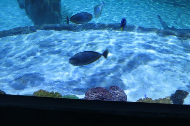 aquarium_030.jpg