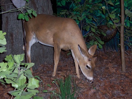 oklahoma 008