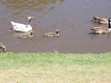 qual ducks02