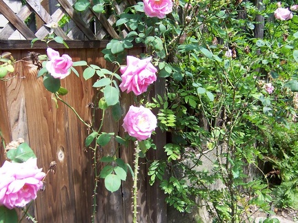 portland 005