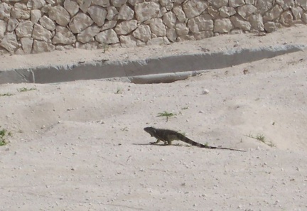 caribbean 035