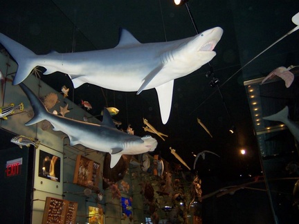 new york 045