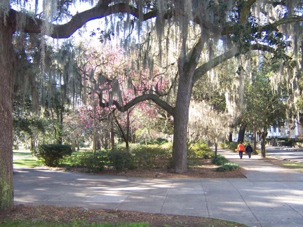 savannah 018