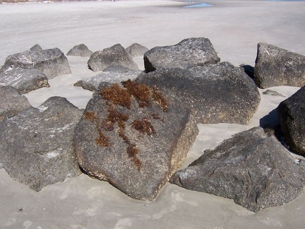 savannah 045