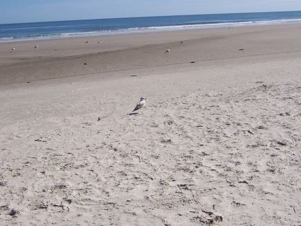 savannah 055