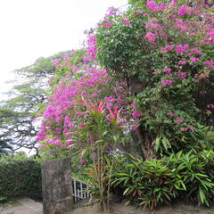 stkitts 075