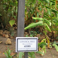 stkitts 085