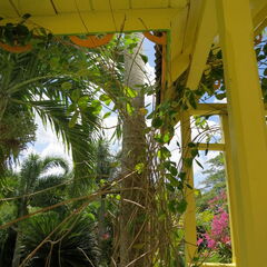stkitts 089