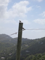stthomas 082