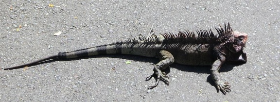 stthomas 094