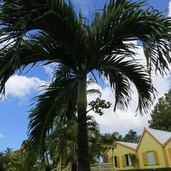 stkitts 074