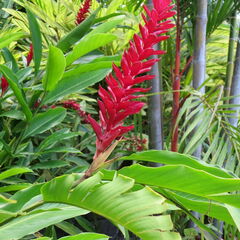 stkitts 086