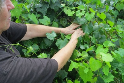 perdido winery8