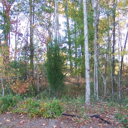 GCRQ1NWally